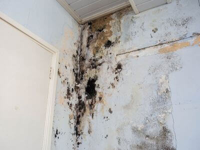 About water damage cleanup - ceiling water damage repair experts in Saint Petersburg